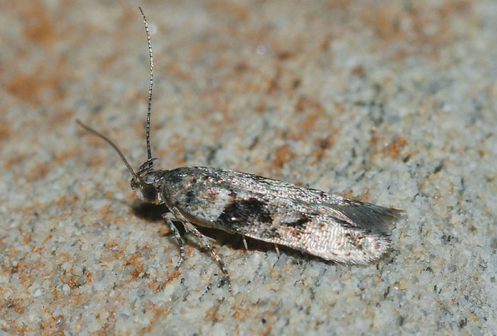 Gelechiidae 14